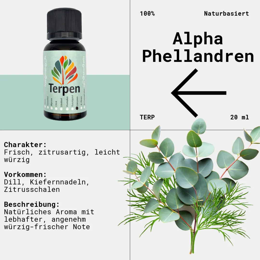 Braunglasflasche 20ml mit Alpha-Phellandren Terpen – Hochwertiges, reines Terpen in lichtgeschützter Flasche zur Aromatisierung und für Terpen-Blends. Ideal für Aromatherapie, Extrakte und individuelle Mischungen