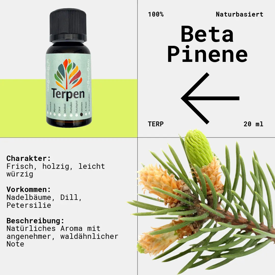 Braunglasflasche 20ml mit Beta-Pinen Terpen – Hochwertiges, reines Terpen mit frischem, waldigem und leicht würzigem Aroma. Ideal für Aromatherapie, Terpen-Blends und Extrakte. Die lichtgeschützte Flasche bewahrt Frische und Qualität für maximale Haltbarkeit.
