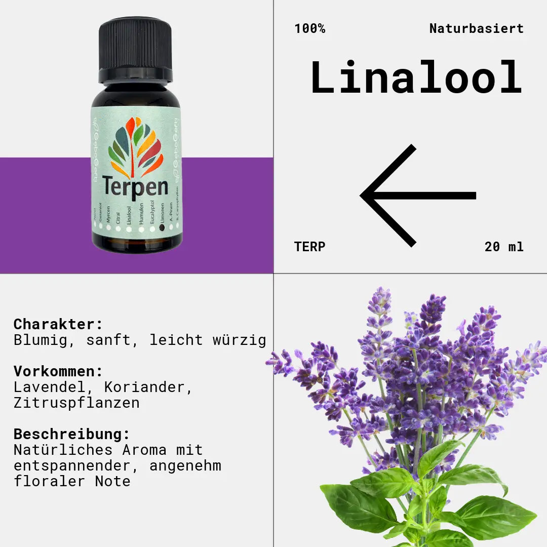Braunglasflasche 20ml mit Linalool Terpen – Hochwertiges, reines Terpen mit blumigem, lavendelartigem Aroma und sanften, holzigen Nuancen. Ideal für Aromatherapie, Terpen-Blends und Extrakte. Die lichtgeschützte Flasche sorgt für langanhaltende Frische und Qualität.