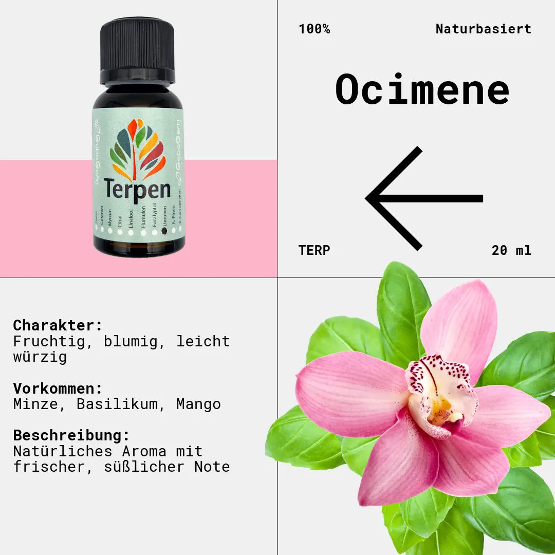 Braunglasflasche 20ml mit Ocimen Terpen – Hochwertiges, reines Terpen mit süßlich-blumigem und leicht zitrusartigem Aroma. Ideal für Aromatherapie, Terpen-Blends und Extrakte. Die lichtgeschützte Flasche sorgt für maximale Frische und Haltbarkeit.